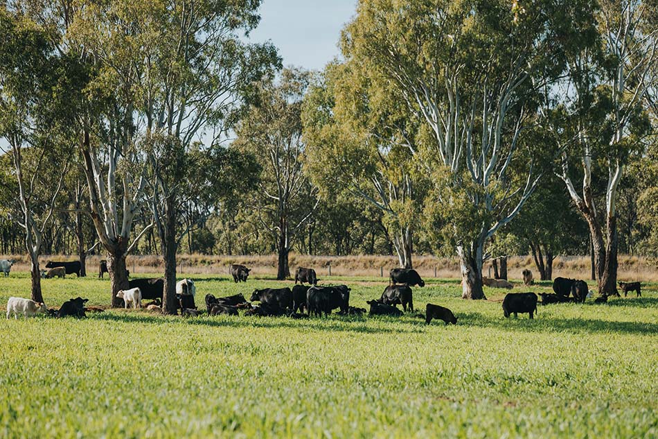 Are other foods more environmentally friendly than red meat?